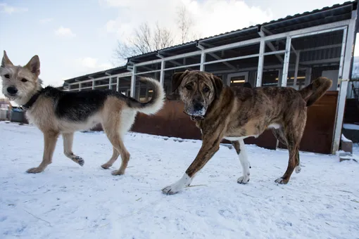 В Москве запустили онлайн-сервис по поиску пропавших домашних животных