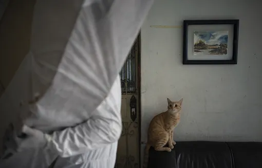 Кот наблюдает, как сотрудник ритуальной службы выносит тело мужчины, скончавшегося дома в Манаусе