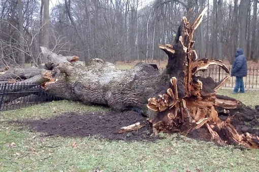 В Орловской области ураган свалил 198-летний Тургеневский дуб