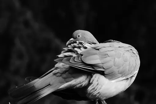 Ученые выяснили, что у птиц развивается бессонница из-за городского света