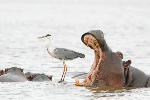 Misleading African viewpoints 2A hippo yawns next to a heron standing on the back of another hippo in Kruger national park, South AfricaPhotograph: Jean Jacques Alcalay/Comedywildlifephoto.com