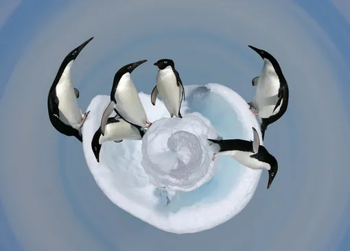 Категория «Творческий подход», третье место: пингвины Адели, фотограф — Мартин Грейс, Великобритания
