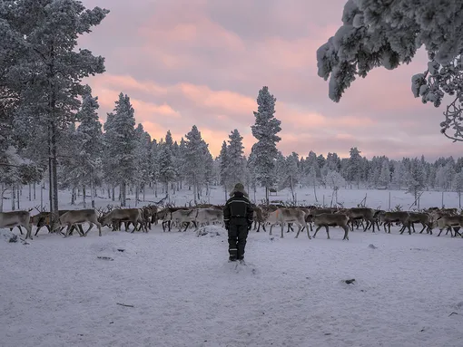 The reindeer herd of the Sami herder Egil Kalliainen, Norway