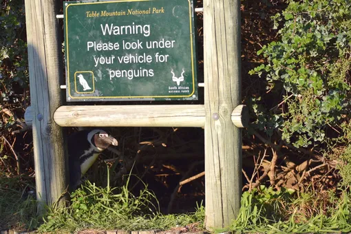 No Penguins Under Here!