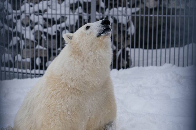 Спасенный в Заполярье белый медведь Диксон впервые порезвился в уличном вольере Московского зоопарка