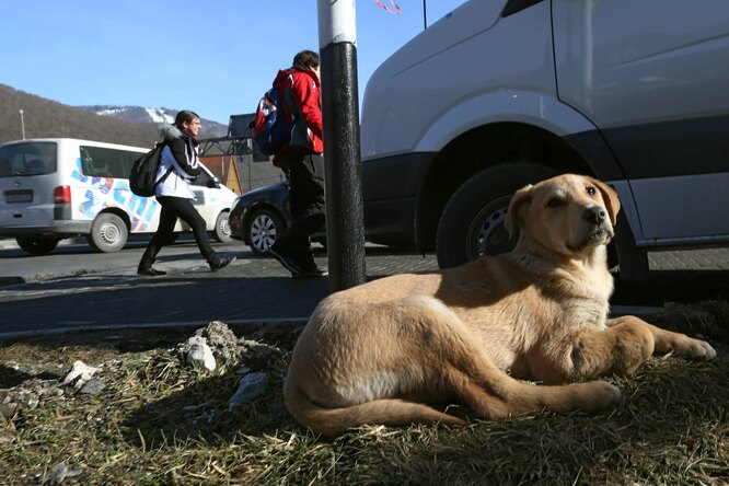 «Азовская судоверфь» провела с бездомными собаками «разъяснительную беседу» о недопустимости нападения на людей. Мэрия города «в недоумении»