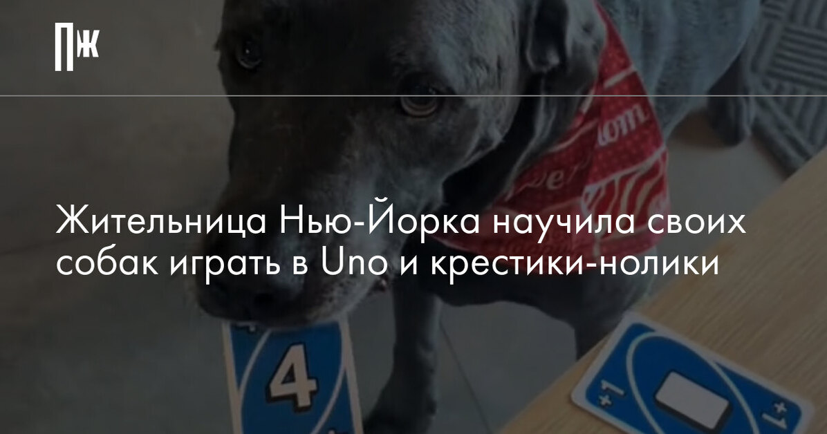 Жительница Нью-Йорка научила своих собак играть в Uno и крестики-нолики