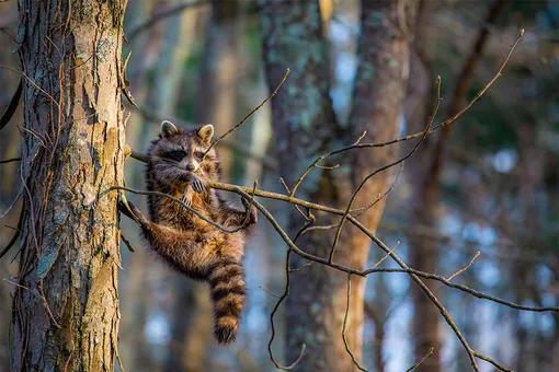 Jill Neff/Comedy Wildlife Photo Awards 2020