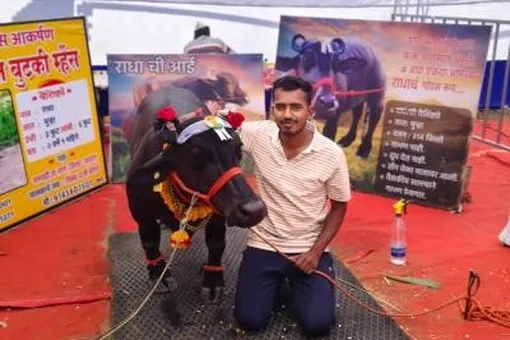 Познакомьтесь с морским буйволом из Индии по кличке Радха — его признали самым маленьким в мире Познакомьтесь с морским буйволом из Индии по кличке Радха — его признали самым маленьким в мире