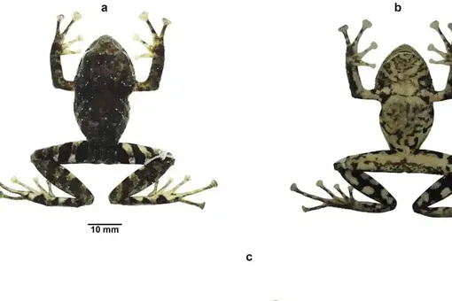 В Эквадоре новый вид лягушек назвали в честь британской рок-группы Led Zeppelin