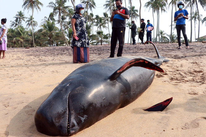 На Шри-Ланке 120 черных дельфинов выбросились на берег. По меньшей мере двое животных погибли