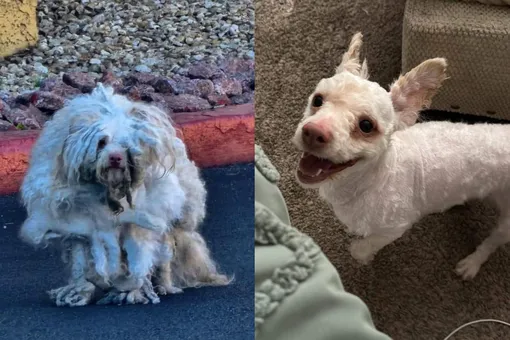 В Лас-Вегасе спасли полностью заросшую бездомную собаку. Она весила всего 7 кг, а шерсть полностью закрывала один глаз