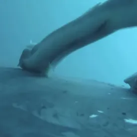 У берегов Австралии рыбы-прилипалы прокатились на спинах китов. Необычное явление сняли на видео У берегов Австралии рыбы-прилипалы прокатились на спинах китов. Необычное явление сняли на видео