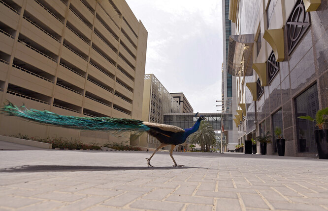 Одинокий павлин гуляет по улицам Дубая