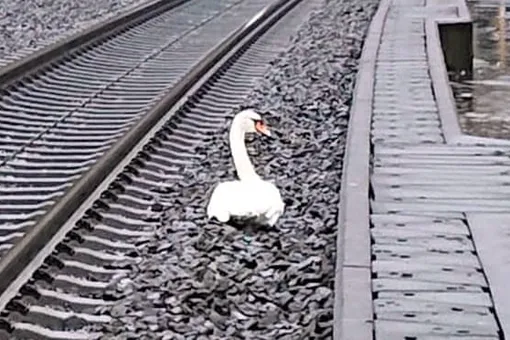 В Германии лебедь сел на пути и на час задержал движение 23 поездов. Он оплакивал погибшего друга