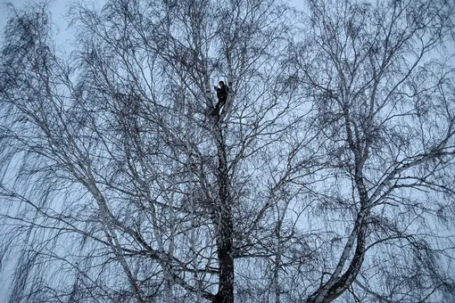 Alexei Dudoladov, student and popular blogger, is seen on a birch tree for better cellular network coverage in his remote Siberian village of Stankevichi, Russia November 13, 2020. Picture taken November 13, 2020. REUTERS/Alexey Malgavko