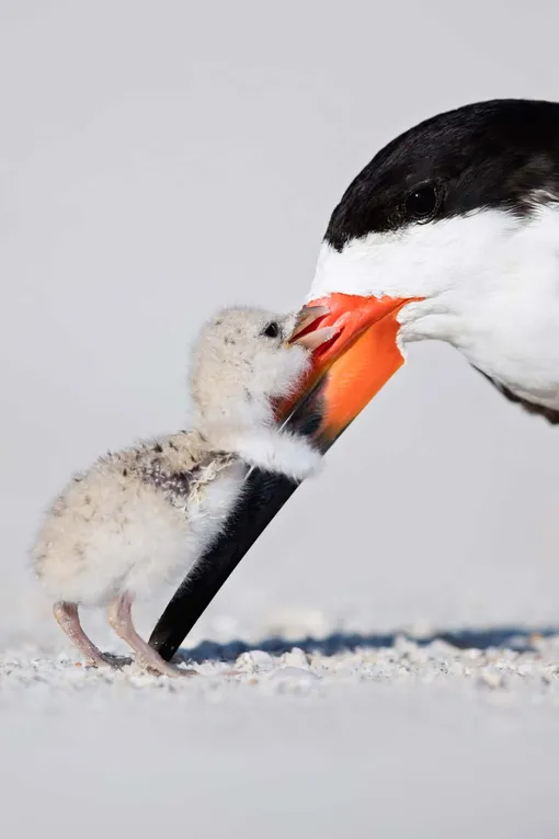 Категория «Поведение птиц», третье место: черный водорез и птенец, фотограф — Томас Чадвик, США