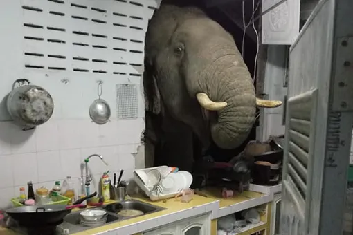 В Таиланде слон проломил стену жилого дома, потому что учуял запах риса на кухне