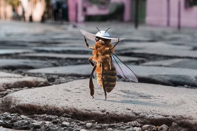 В инстаграме* появился первый в мире блогер-пчела
