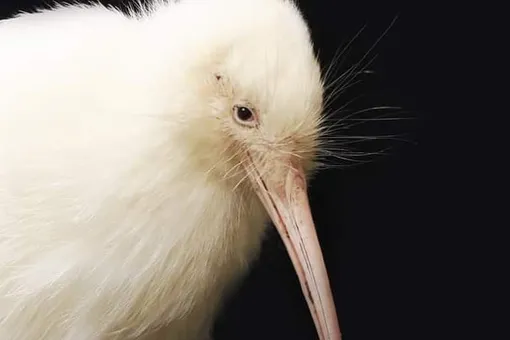 В Новой Зеландии умерла знаменитая киви-альбинос
