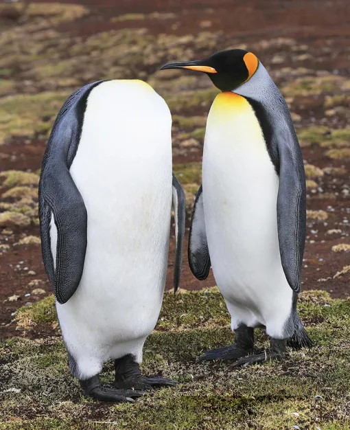 Keep Calm and Keep Your HeadKing penguins at Volunteer Point, East FalklandPhotograph: Martin Grace/Comedywildlifephoto.com