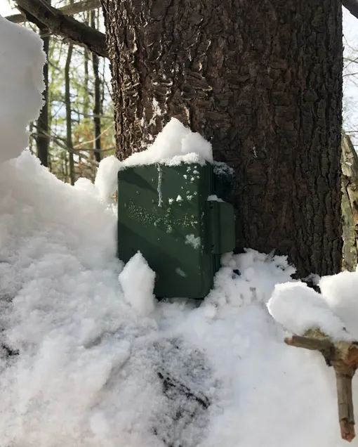 дерево дерево