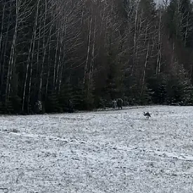 Страуса, сбежавшего с фермы, поймали в лесах Коми спустя пять дней