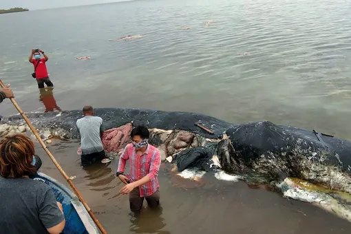 В Индонезии нашли мертвого кита с шестью килограммами мусора в желудке