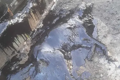 В Аргентине собака провалилась в яму со смолой. Ее спасли волонтеры и пожарные