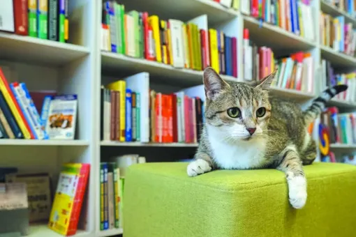 В России назвали лучшую служебную кошку — ею стала Муся из петербургской библиотеки имени Маяковского