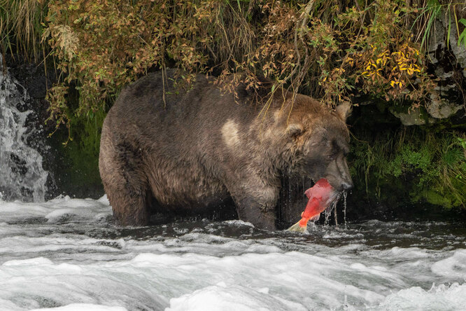 Самым толстым медведем заповедника на Аляске стал 25-летний Отис. До этого он уже трижды побеждал в конкурсе