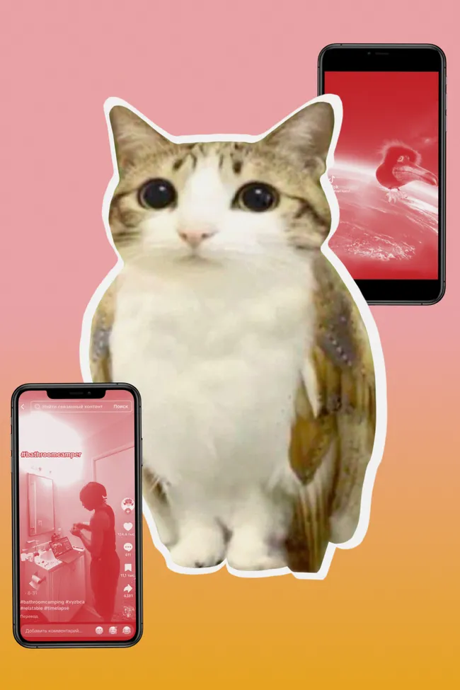 Bathroom camping, генеральские котлы и мяукающая сова: самые странные TikTok-тренды 2025 года