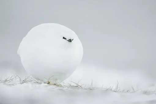 Пределы нашего прайда: финалисты Comedy Wildlife Photography Awards 2023