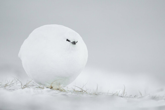 Пределы нашего прайда: финалисты Comedy Wildlife Photography Awards 2023 Пределы нашего прайда: финалисты Comedy Wildlife Photography Awards 2023