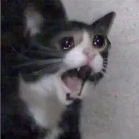 Умерла «кричащая плачущая кошка», ставшая героиней одного из самых грустных мемов