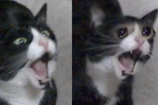 Умерла «кричащая плачущая кошка», ставшая героиней одного из самых грустных мемов