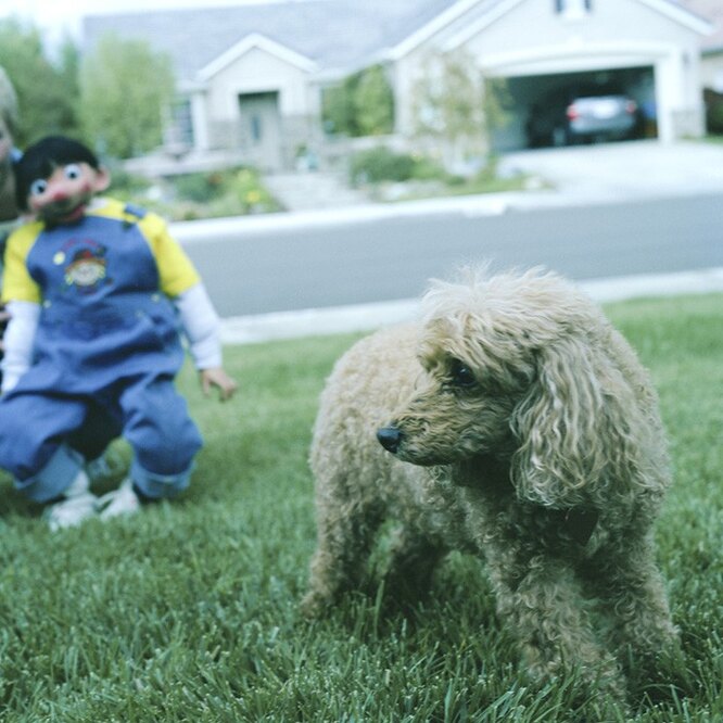 Не щадя живота своего