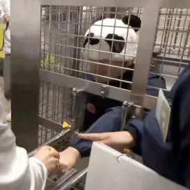 В японском зоопарке сотрудники нарядились в панд после отъезда близнецов Сяо-Сяо и Лэй-Лэй в Китай