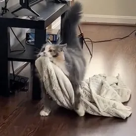 Кошка, которая всюду таскает за собой любимый плед, стала звездой TikTok