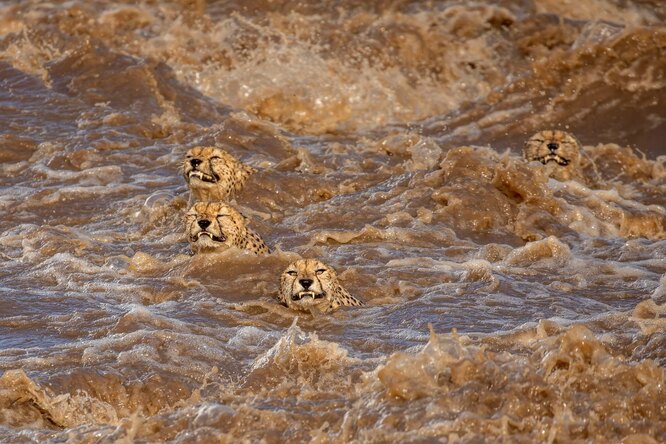 Wildlife first place: Buddhilini de Soyza, AustraliaIncessant rains in the Masai Mara national reserve in Kenya have caused the the Talek river to flood. This group of five male cheetahs, who received the nickname ‘Tano Bora’ ( the fast five), were looking to cross this river in terrifyingly powerful currents. ‘It seemed a task doomed to failure and we were delighted when they made it to the other side,’ De Soyza said. ‘This was a timely reminder of the damage wreaked by human induced climate change.’Photograph: Buddhilini de Soyza/TNC Photo Contest 2021