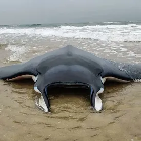 Во Франции спасатели вернули в море 150-килограммового ската. Его выбросило на берег