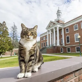 Кот по кличке Макс получит диплом американского университета и станет «доктором наук»