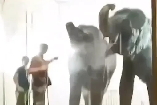 Семья цирковых слонов устроила водные процедуры на автомойке во Владикавказе, чтобы подготовиться к выступлению