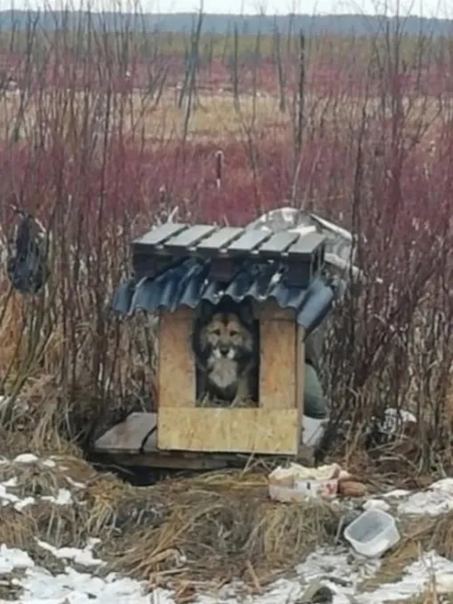 Пес Пес