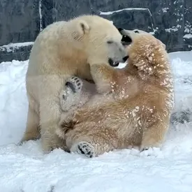 Белые медвежата в венгерском зоопарке впервые увидели снег. Видео с их реакцией завирусилось в сети