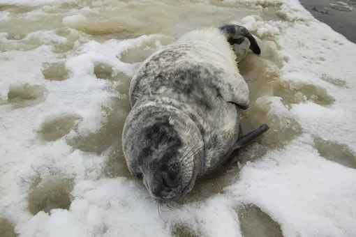 В Ленобласти спасли маленького тюленя и нерпу
