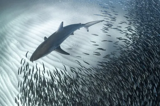 100-метровая стая рыб отступила, чтобы пропустить акулу. 28-летний Алекс Кидд, подводный фотограф из Корал-Бэй, Западная Австралия, сделал этот кадр на рифе Нингалу на побережье Западной Австралии в мае 2019 года.
