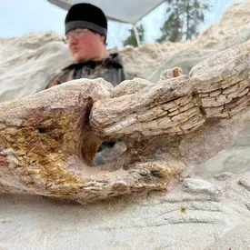 В Ленинградской области нашли дерево возрастом 400 млн лет В Ленинградской области нашли дерево возрастом 400 млн лет