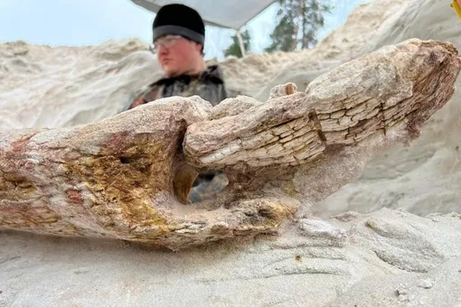 В Ленинградской области нашли дерево возрастом 400 млн лет В Ленинградской области нашли дерево возрастом 400 млн лет