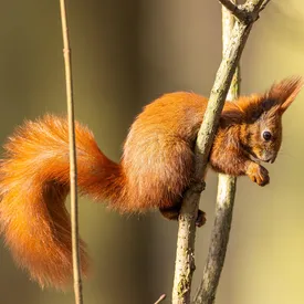 В США из-за «очень злой» белки две женщины попали в больницу
